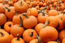 pumpkin story hour pic.jpg